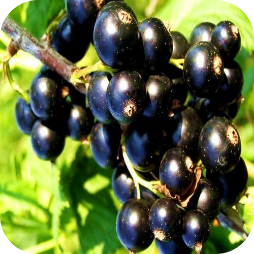 Смородина черная "Багира" Смородина черная "Багира"