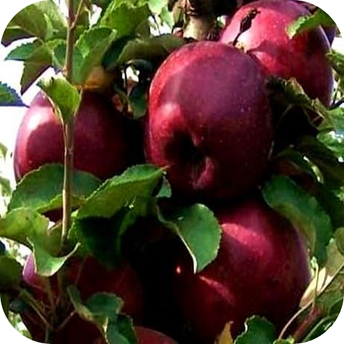 Саженцы Яблони "Кубанское Багряное" > цена,  фото